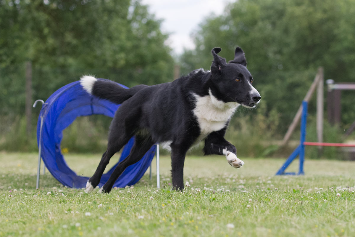 Agility mit Amy in Jünkerath