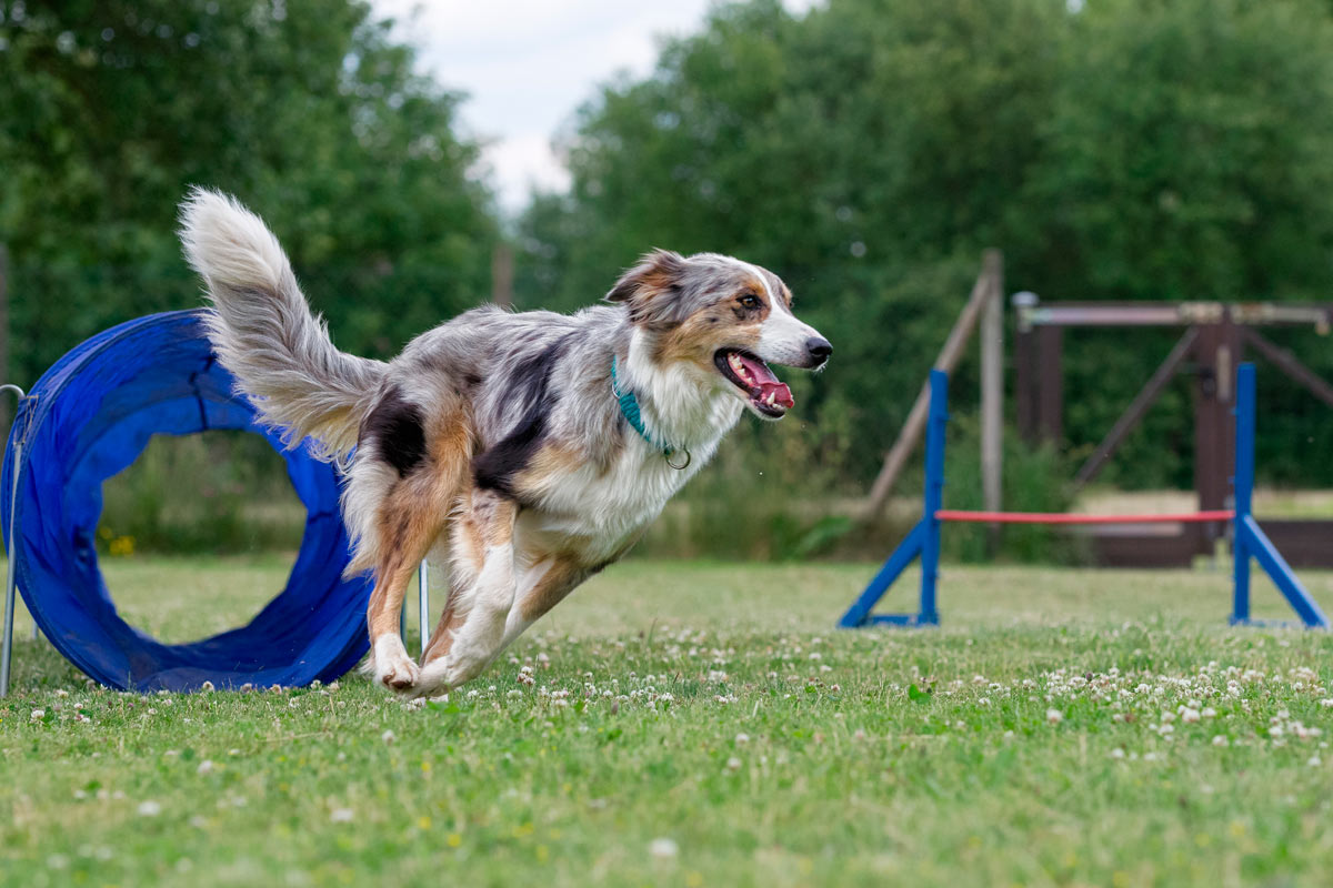 Agility mit Nala